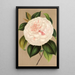 Reproduktion af maleriet Camellia Madame Cachet - Charles Antoine Lemaire
