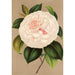 Reproduktion af maleriet Camellia Madame Cachet - Charles Antoine Lemaire
