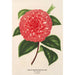 Camellia Madame Rudolph Abel - Charles Antoine Lemaire — visning af kunstværket