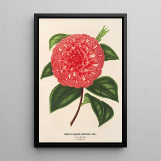 Charles Antoine Lemaire - Camellia Madame Rudolph Abel.webp