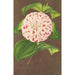 Camellia Madame Verschaffelt - Charles Antoine Lemaire — visning af kunstværket