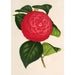 Camellia Marchesa Davia - Charles Antoine Lemaire — visning af kunstværket