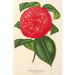 Camellia Marianna Talenti - Charles Antoine Lemaire — visning af kunstværket