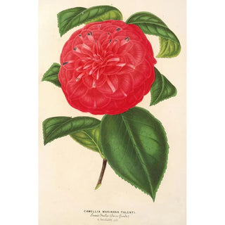 Charles Antoine Lemaire - Camellia Marianna Talenti.webp