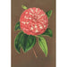 Camellia Matteo Malfino hybrid - Charles Antoine Lemaire — visning af kunstværket