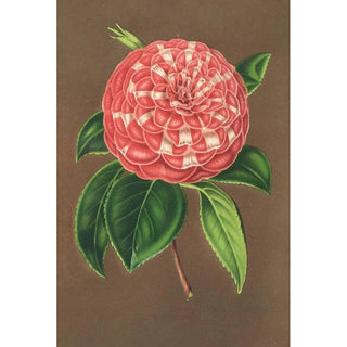 Charles Antoine Lemaire - Camellia Matteo Malfino hybr.webp