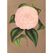 Reproduktion af maleriet Camellia Mistress Dombrain - Charles Antoine Lemaire