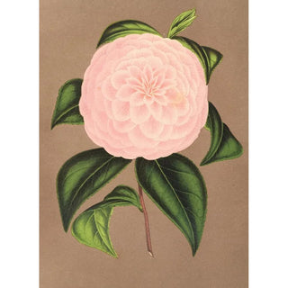 Charles Antoine Lemaire - Camellia Mistress Dombrain.webp
