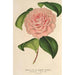 Camellia Mme de Cannart d'Hamal - Charles Antoine Lemaire — visning af kunstværket