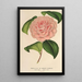 Camellia Mme de Cannart d'Hamal - Charles Antoine Lemaire — indrammet kunstværk på væggen