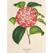 Camellia Nazzari - Charles Antoine Lemaire — visning af kunstværket