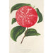 Camellia Ninfa del Tebro - Charles Antoine Lemaire — visning af kunstværket