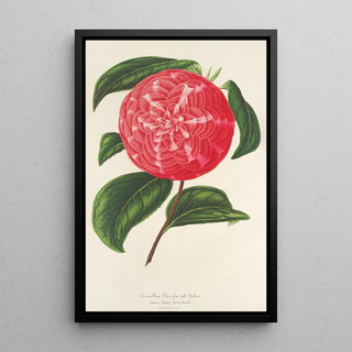 Charles Antoine Lemaire - Camellia Ninfa del Tebro.webp