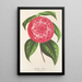 Reproduktion af maleriet Camellia Petazzi - Charles Antoine Lemaire