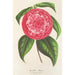 Reproduktion af maleriet Camellia Petazzi - Charles Antoine Lemaire