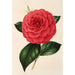 Camellia Poldina Vanturi - Charles Antoine Lemaire — visning af kunstværket