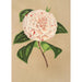 Reproduktion af maleriet Camellia Principessa Clotilde - Charles Antoine Lemaire