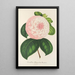 Reproduktion af maleriet Camellia Reine des Beautés - Charles Antoine Lemaire