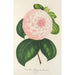 Reproduktion af maleriet Camellia Reine des Beautés - Charles Antoine Lemaire