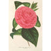 Camellia Roma risorta - Charles Antoine Lemaire — visning af kunstværket