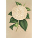 Camellia Sangalli - Charles Antoine Lemaire — visning af kunstværket