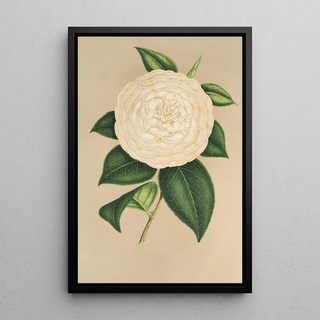 Charles Antoine Lemaire - Camellia Sangalli.webp
