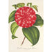 Reproduktion af maleriet af Camellia Souvenir d'Émile Defresne - Charles Antoine Lemaire | Maleri