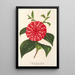 Reproduktion af maleriet Camellia Stella Polare - Charles Antoine Lemaire