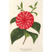 Reproduktion af maleriet Camellia Stella Polare - Charles Antoine Lemaire