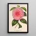 Reproduktion af maleriet Camellia Teresita Canzio Garibaldi - Charles Antoine Lemaire