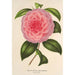 Reproduktion af maleriet Camellia Teresita Canzio Garibaldi - Charles Antoine Lemaire