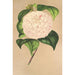 Camellia Vesillo dell'Arno - Charles Antoine Lemaire — visning af kunstværket