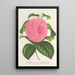 Reproduktion af maleriet Camellia Vicomte de Nieuland - Charles Antoine Lemaire