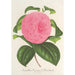 Reproduktion af maleriet Camellia Vicomte de Nieuland - Charles Antoine Lemaire