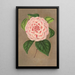 Reproduktion af maleriet Camellia Vittorio Emmanuele II - Charles Antoine Lemaire