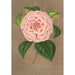 Reproduktion af maleriet Camellia Vittorio Emmanuele II - Charles Antoine Lemaire