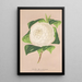 Reproduktion af maleriet Camellia alba ornatissima - Charles Antoine Lemaire