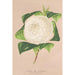 Reproduktion af maleriet Camellia alba ornatissima - Charles Antoine Lemaire