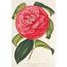 Camellia reticulata var. flore pleno - Charles Antoine Lemaire — visning af kunstværket
