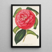 Camellia reticulata var. flore pleno - Charles Antoine Lemaire — indrammet kunstværk på væggen