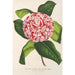 Reproduktion af maleriet Camellia tricolor imbricata plena - Charles Antoine Lemaire