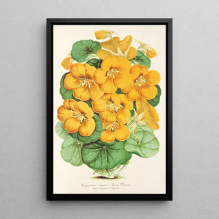 Charles Antoine Lemaire - Capucine Tom Pouce.webp