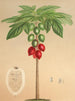 Carica erythrocarpa - Charles Antoine Lemaire — visning af kunstværket