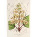 Catalpa Kaempferi - Charles Antoine Lemaire — visning af kunstværket
