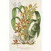 Reproduktion af maleriet Catasetum trimerochilum - Charles Antoine Lemaire