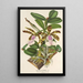 Reproduktion af maleriet Cattleya Aclandiae - Charles Antoine Lemaire