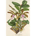 Reproduktion af maleriet Cattleya Aclandiae - Charles Antoine Lemaire