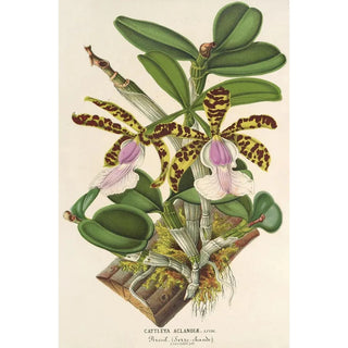 Charles Antoine Lemaire - Cattleya Aclandi.webp