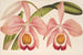 Cattleya Eldorado splendens - Charles Antoine Lemaire — visning af kunstværket