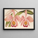 Cattleya Eldorado splendens - Charles Antoine Lemaire — indrammet kunstværk på væggen